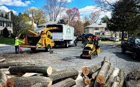 Professional Tree Removal and Landscaping Services in Shackle Island, TN